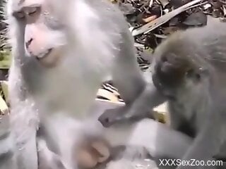 Monkeys try sexual perversions and horny man films it all